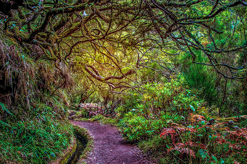 Dschungel Madeira Portugal