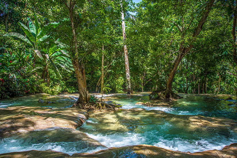 Dschungel Jamaika