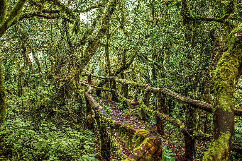Dschungel La Gomera