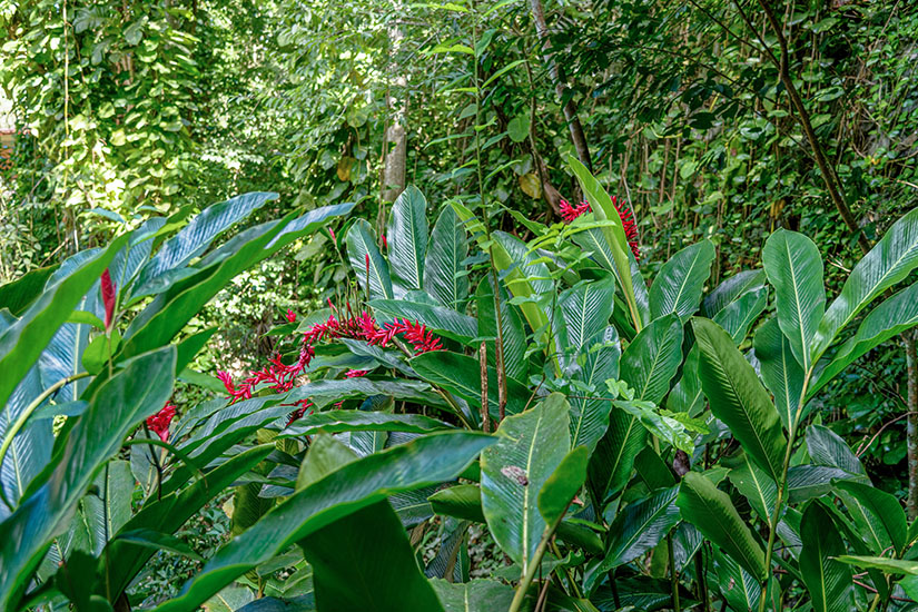 Dschungel Kuba