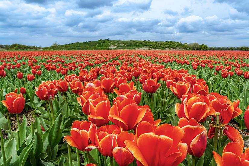Tulpen in Noordwijk