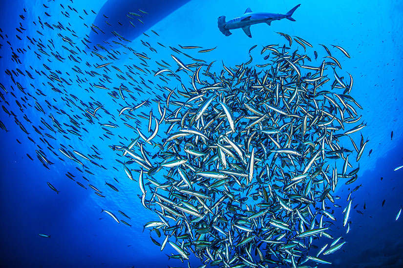 Haie Malediven Hammerhai
