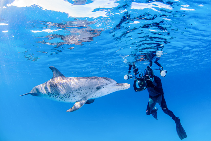 Delfin und Taucher auf den Bahamas