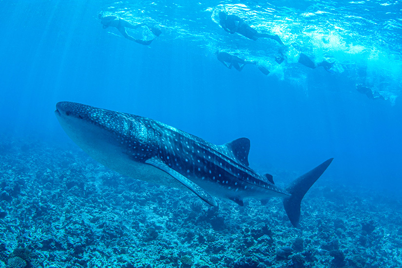 Haie Malediven Walhai