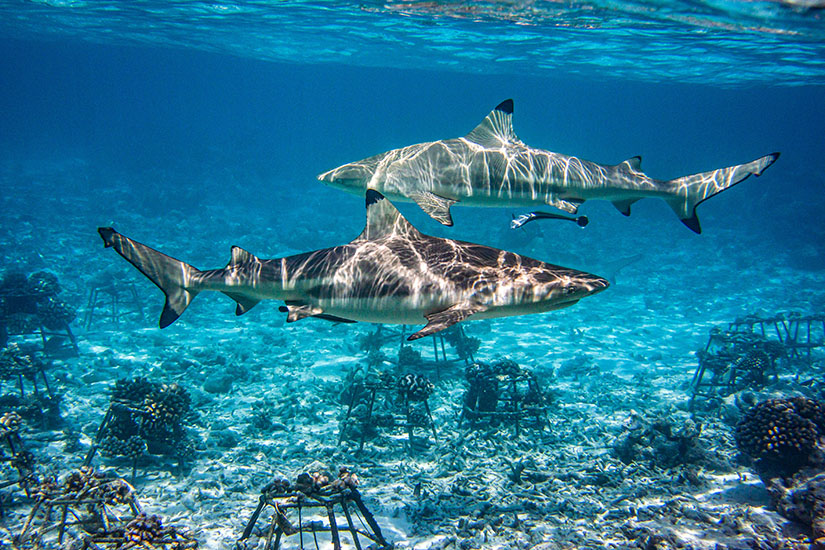 Haie Malediven Schwarzspitzen Riffhai