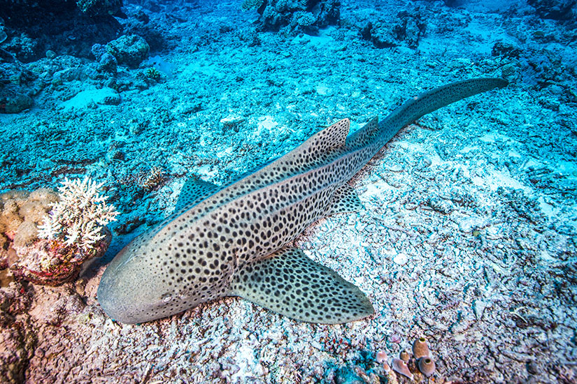Haie Malediven Leopardenhai