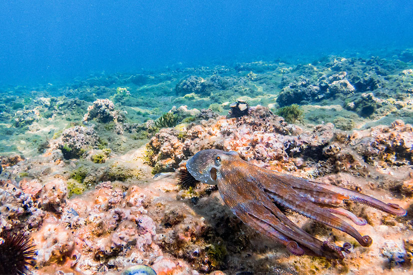 Alexandroupolis Unterwasserwelt
