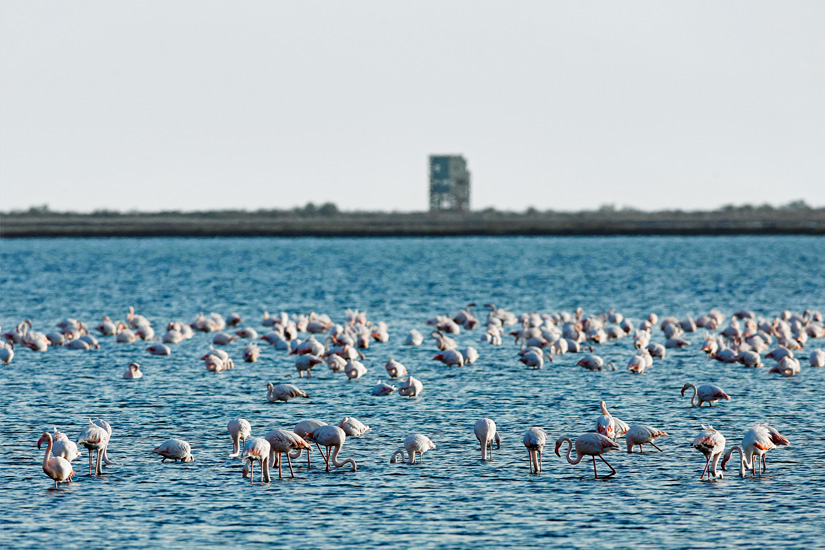 Alexandroupolis Flamingos