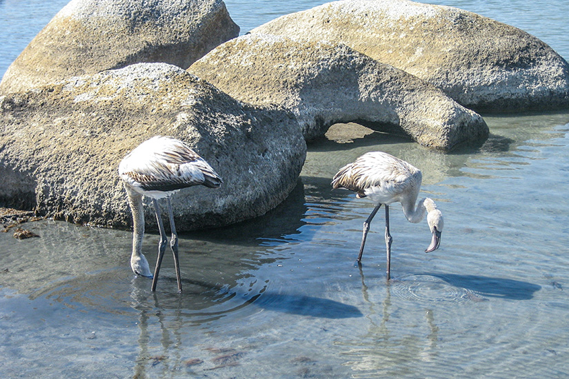 Villasimius Flamingos