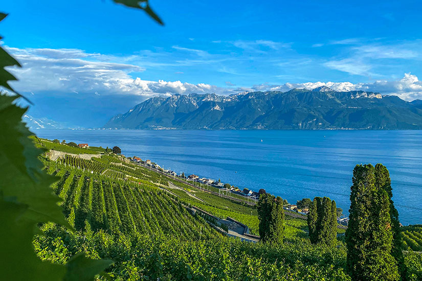 Die Weingaerten am Genfersee