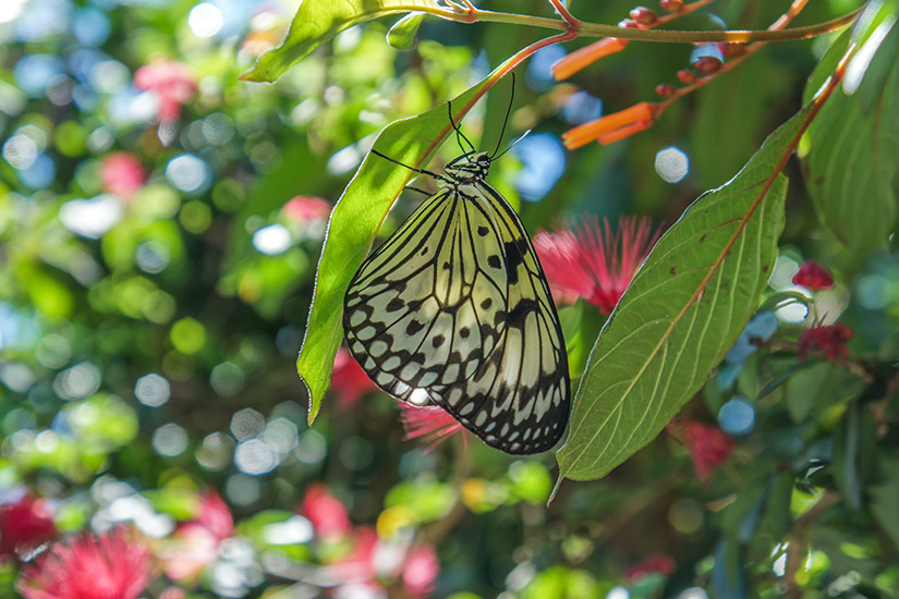 Fort Lauderdale Butterfly World