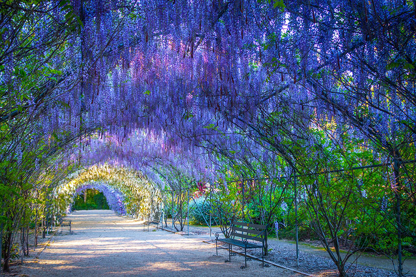 Botanischer Garten in Adelaide