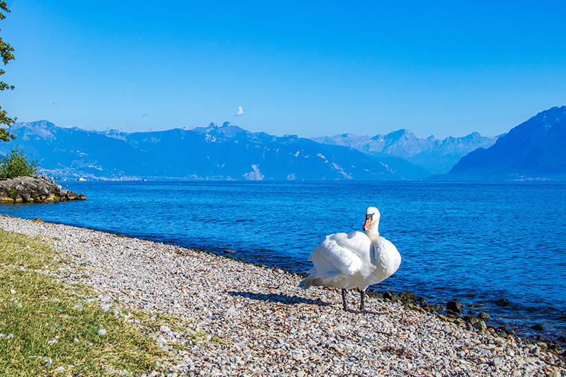 Genfersee Badestelle Lausanne