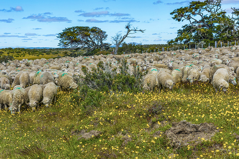 Feuerland Schafe Weide
