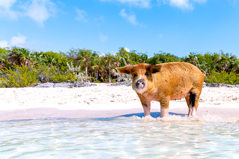 Pig Beach Bahamas Schweinestrand
