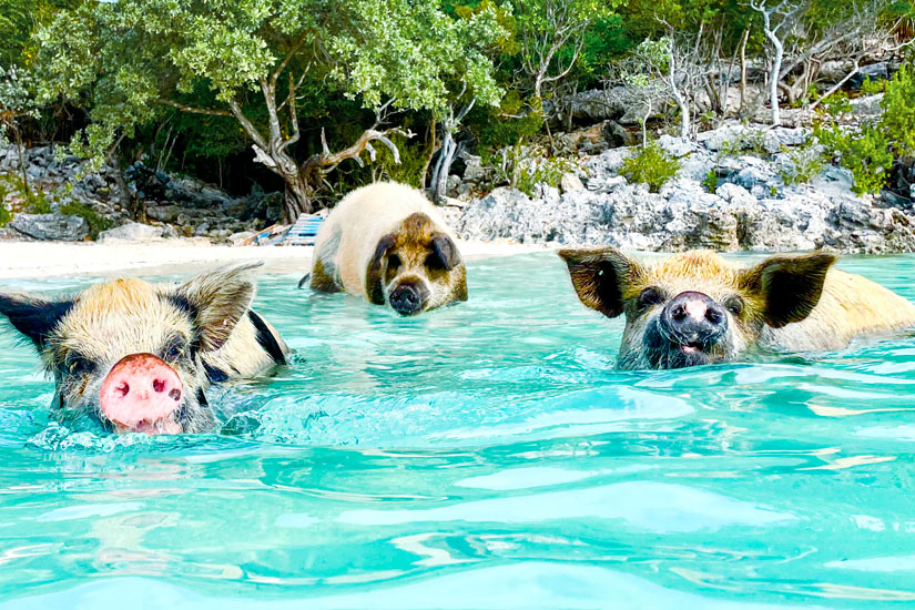 Pig Beach Bahamas Schweine