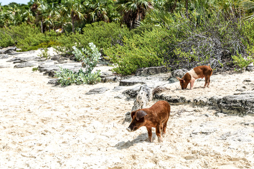 Pig Beach Bahamas Schweine am Strand