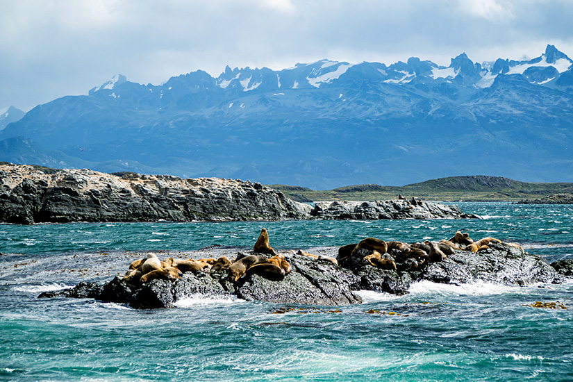 Robben im Beagle Kanal