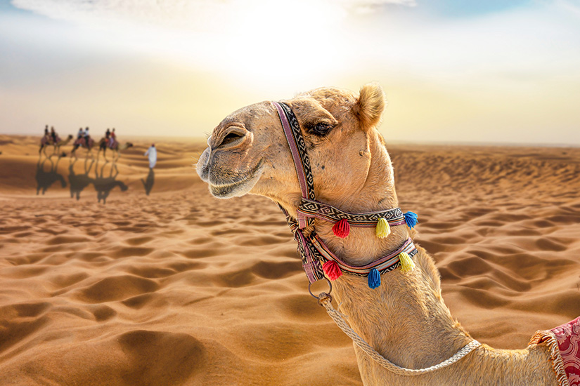 Kamelreiten Hurghada