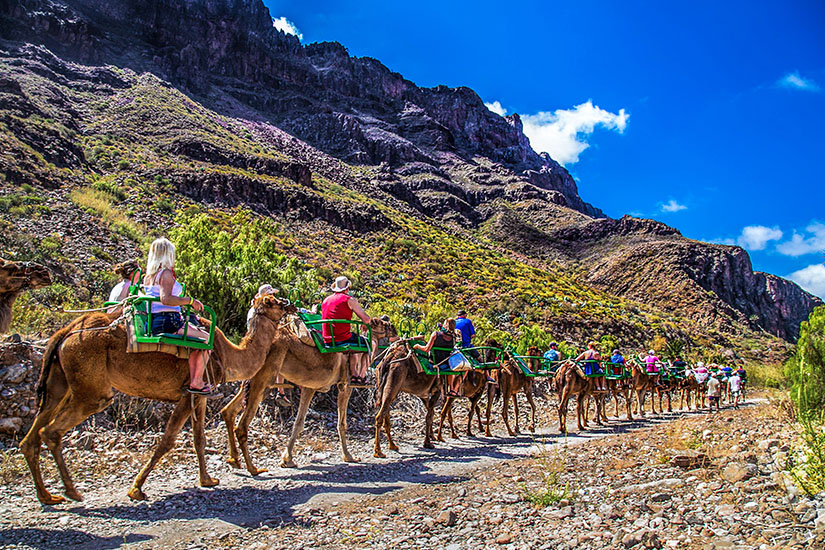 Kamelreiten Fataga Gran Canaria