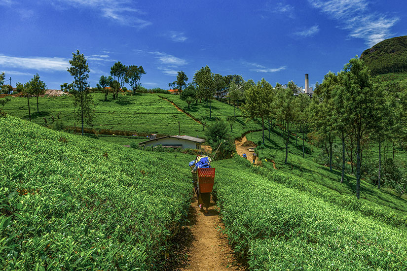 Sri Lanka Teeplantage