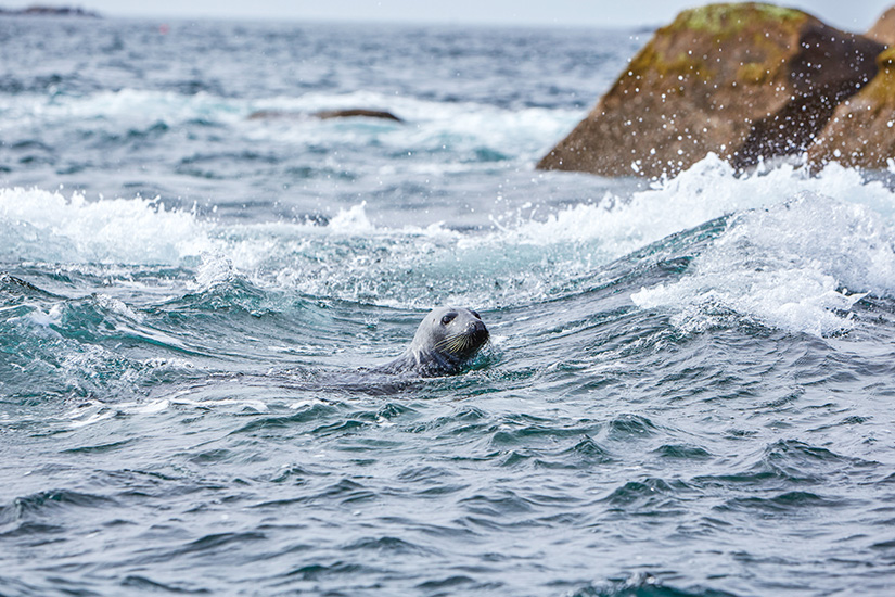 Scilly Inseln Seehund