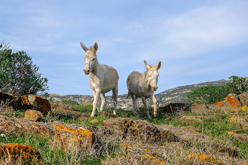Esel auf Asinara