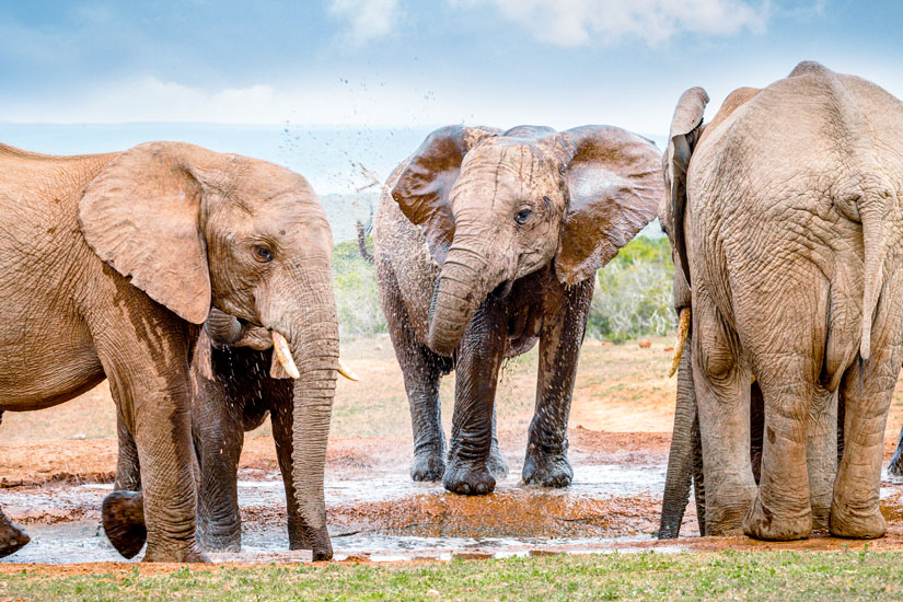 Port Elizabeth Safari Elefanten