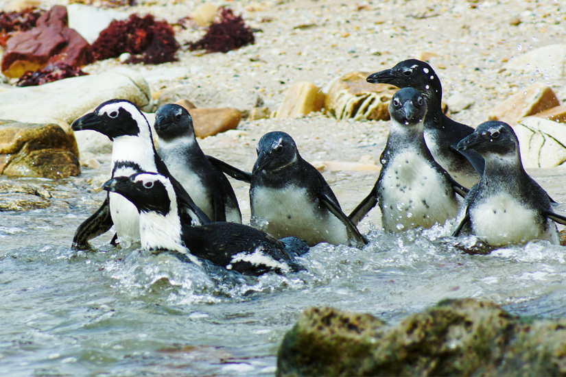 Port Elizabeth Pinguine