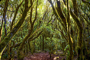 Kanaren Gomera Lorbeerwald