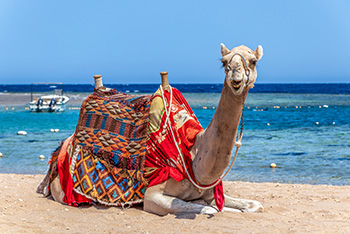 Aegypten Ausflug Kamel
