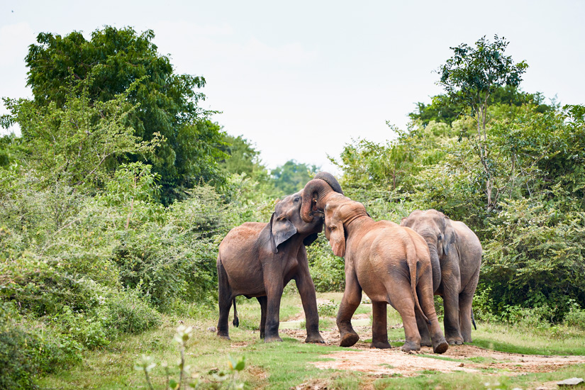 Udawalawe Nationalpark Elefanten