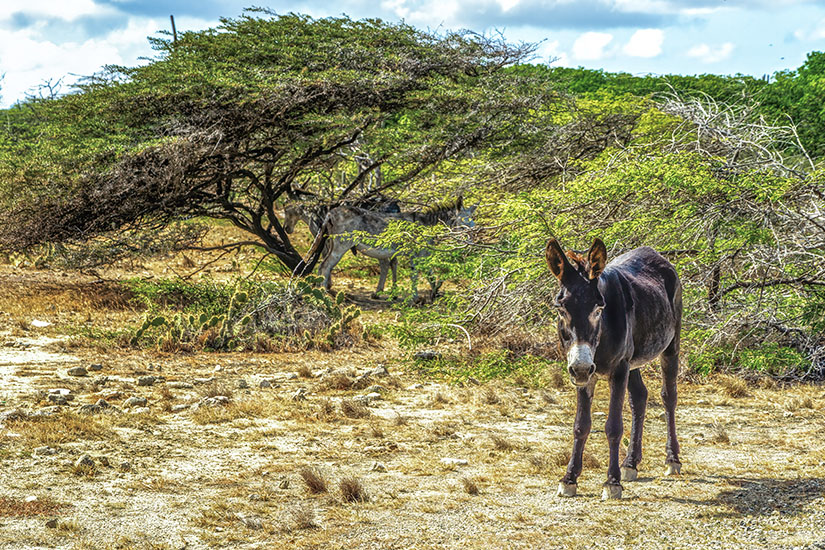 Bonaire Esel Schutzgebiet