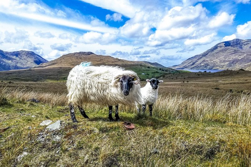 Irland geschenke