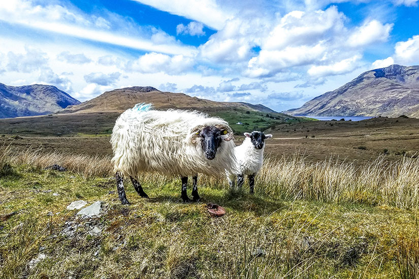 Souvenirs Irland Schafe