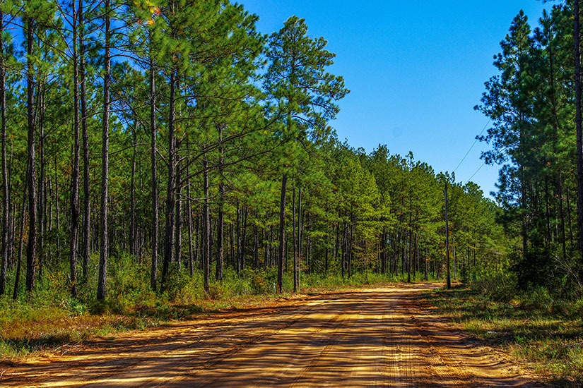 Lake Talquin State Forest