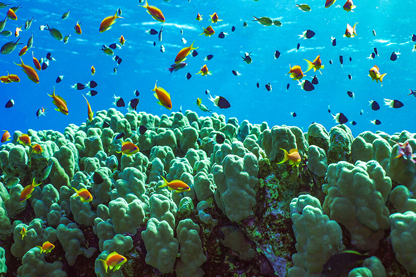 Safaga Unterwasser Korallen