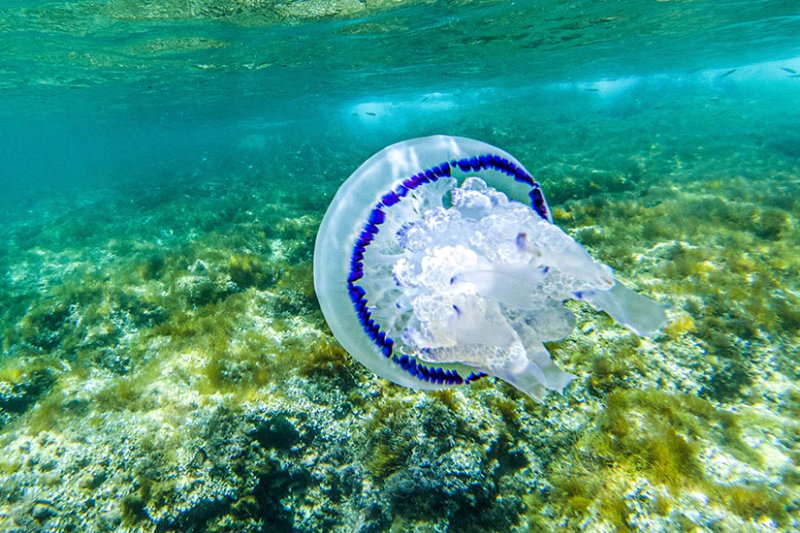 Quallen im Mittelmeer - gefhrlich? Wo sind welche Arten?