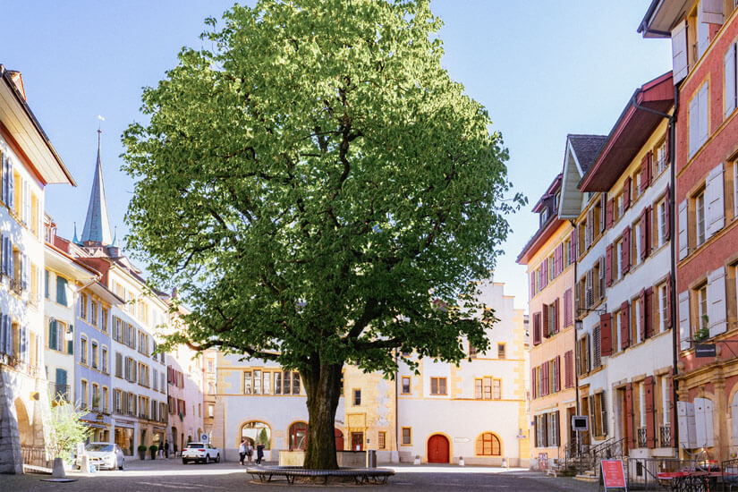 Biel Altstadt Baum