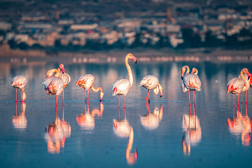 Zypern Aktivitaeten Larnaca Flamingos