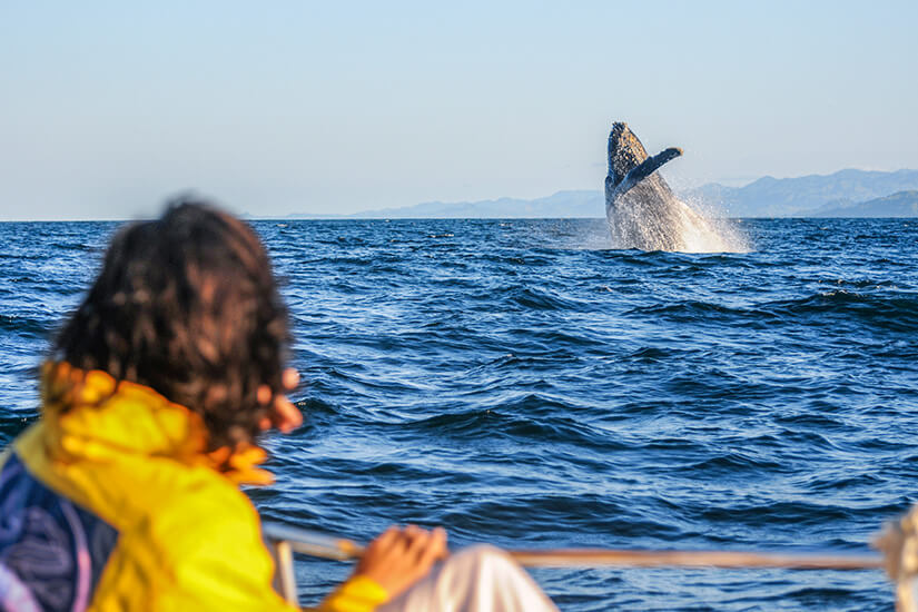 Wale Mittelmeer Whale Watching