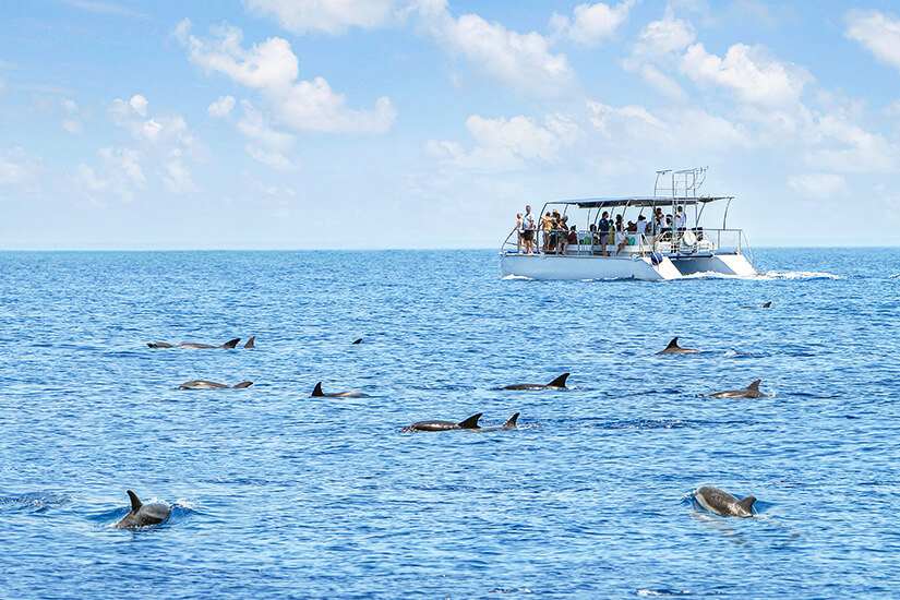 Wale Mittelmeer Delfine
