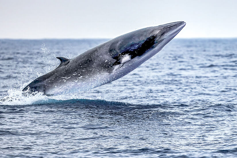 Wale Mittelmeer Zwergwal