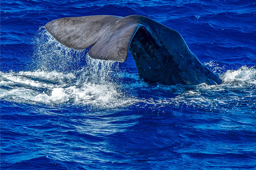 Wale Mittelmeer Flosse