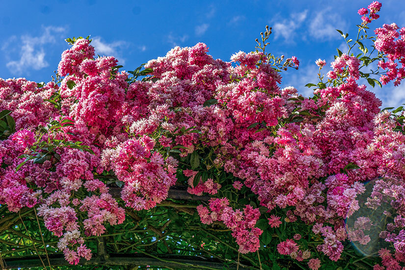 Portland Rosengarten