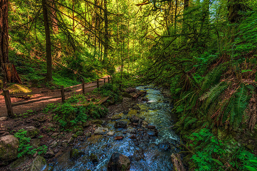 Portland Forest Park