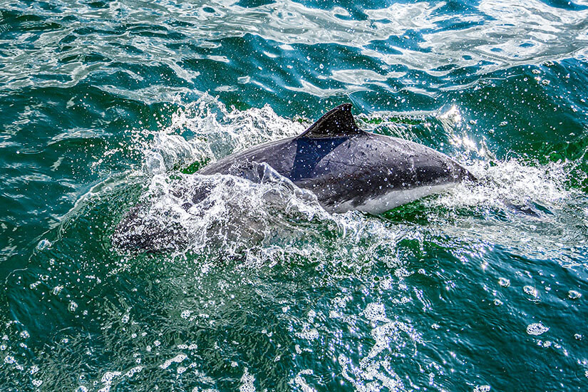 Wale Ostsee Schweinswal