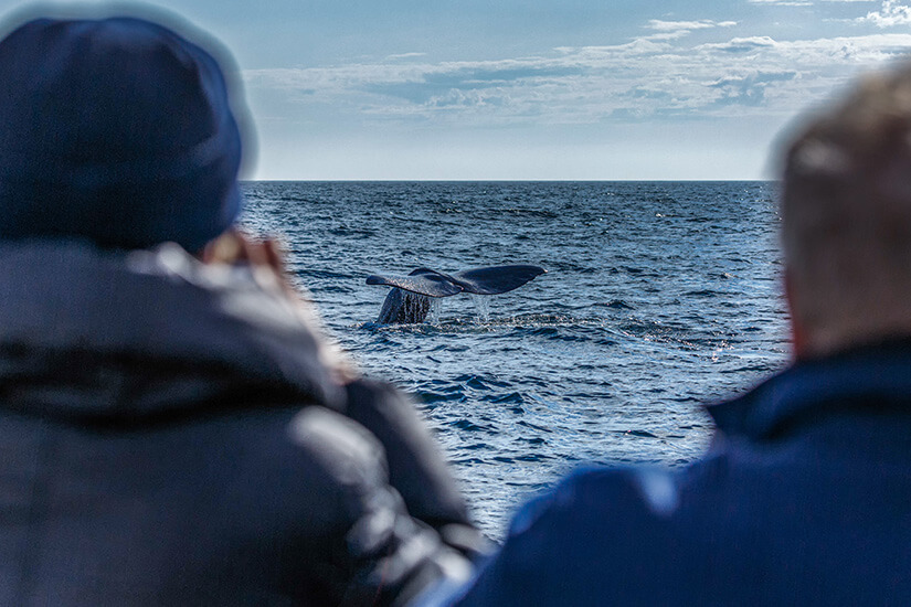 Wale Ostsee Whale Watching