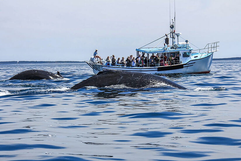 Bay of Fundy Whale Watching