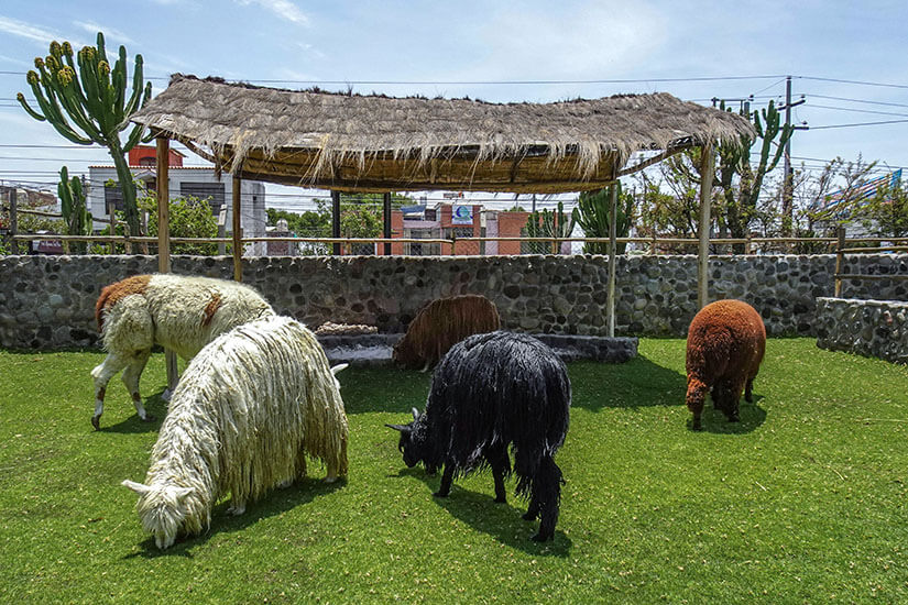 Arequipa Mundo Alpaca